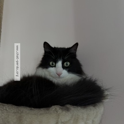 Foto de un gato reunido en Livry Gargan