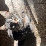 kali
