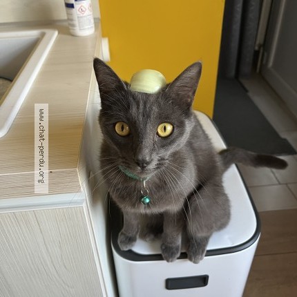Foto de un gato reunido en Saint Medard En Jalles