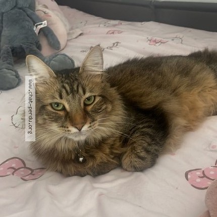 Foto de un gato reunido en Roissy En Brie