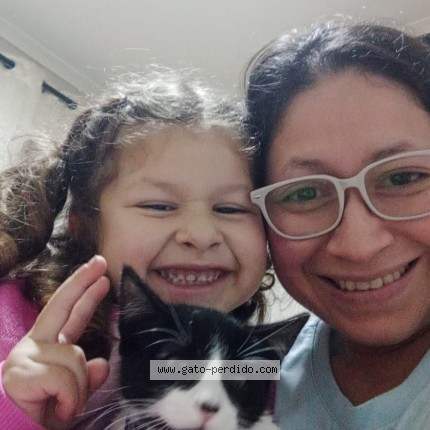 Foto 1/1 pastelita Gato perdido en Catapilco Zapallar Valparaiso