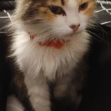 Mona