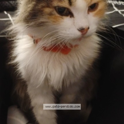 Foto 1/1 Mona Gato perdido en Temuco