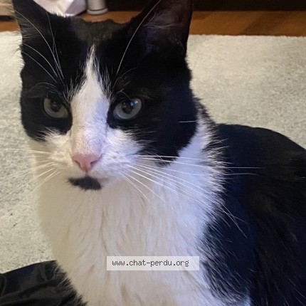 Foto de un gato reunido en Uccle