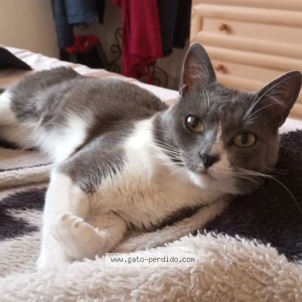 Foto 1/1 mino Gato perdido en Cordoba