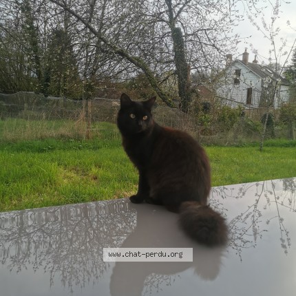 Foto de un gato reunido en Montval Sur Loir