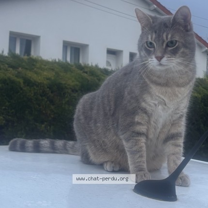Foto de un gato reunido en Lempdes