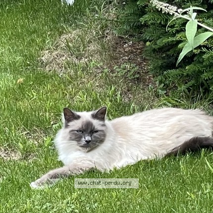 Foto de un gato reunido en 94130