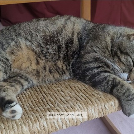 Foto de un gato reunido en Salouel