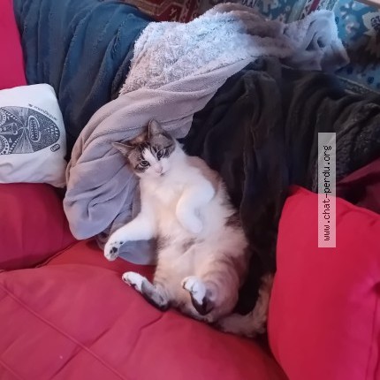 Foto de un gato reunido en Brest