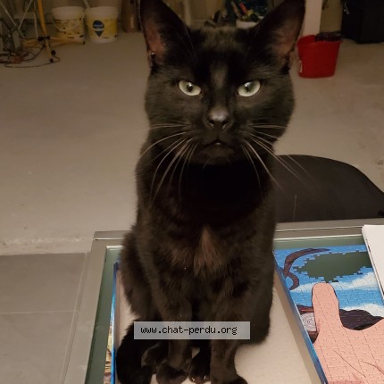 Foto de un gato reunido en Collegien