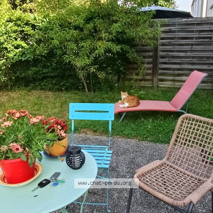Foto de un gato reunido en La Chapelle St Mesmin
