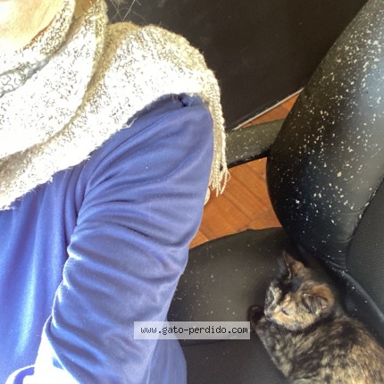 Foto de un gato reunido en Santiago