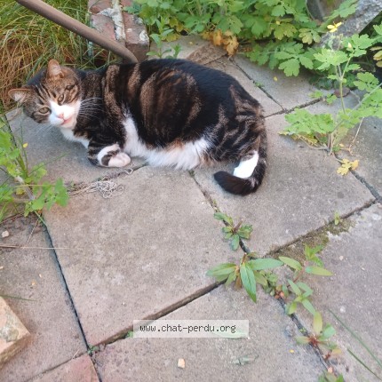 Foto de un gato reunido en Leuven