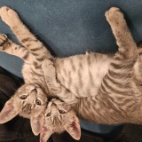 mila y nala