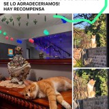 Petizo