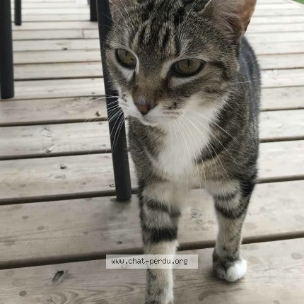 Foto de un gato reunido en Soumoulou