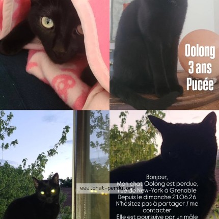Foto de un gato reunido en Grenoble