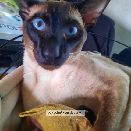 Foto de un gato reunido en St Julien Du Sault