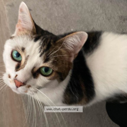 Foto de un gato reunido en Rouen