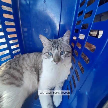 Foto 1/1 Apolo Gato perdido en Toledo