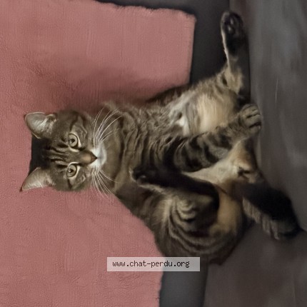 Foto de un gato reunido en Saint Nexans