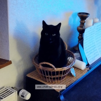 Foto de un gato reunido en Geishouse