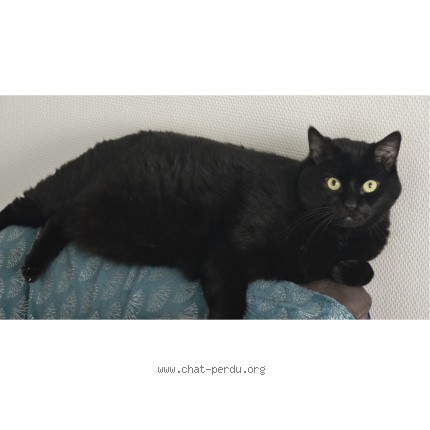 Foto de un gato reunido en Poitiers