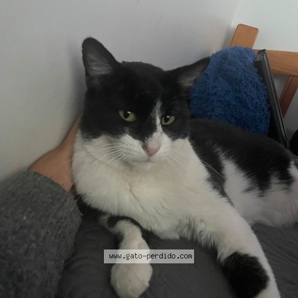 Foto 1/1 BENITO Gato perdido en Santiago