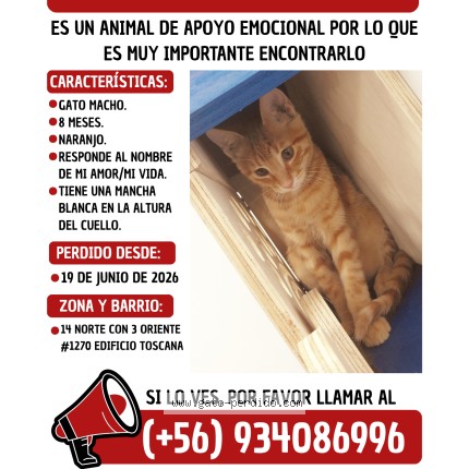 Foto 1/1 Simba Gato perdido en Vina Del Mar