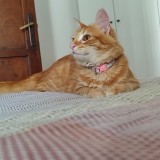 mandarino