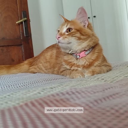 Foto 1/1 mandarino Gato perdido en Montevideo