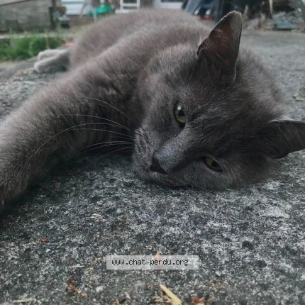 Foto de un gato reunido en Flemalle