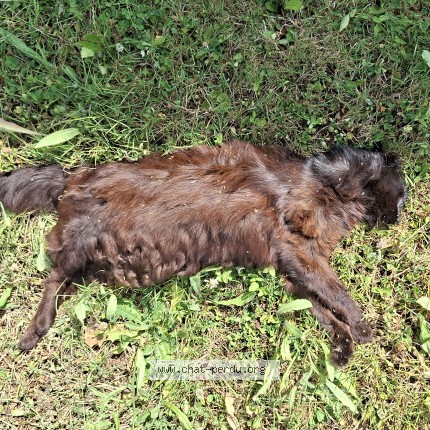 Foto de un gato reunido en Prunay En Yvelines