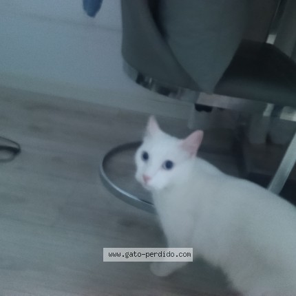 Foto 1/1 Gato encontado Encontrado en L Hospitalet De Llobregat