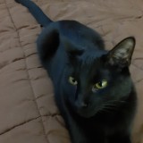 merlin