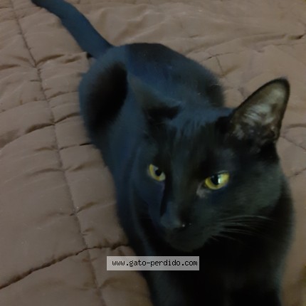 Foto 1/1 merlin Gato perdido en Mar Del Plata