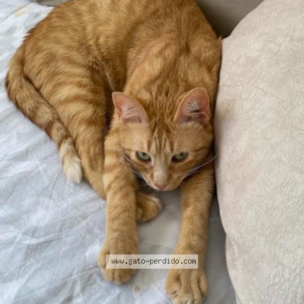 Foto 1/1 Lucki Gato perdido en Terrassa