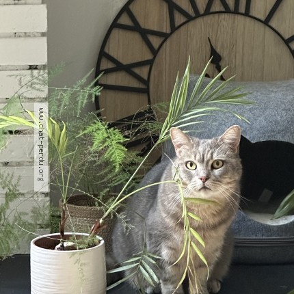 Foto de un gato reunido en Tours