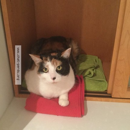 Foto de un gato reunido en Montreal
