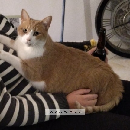 Foto de un gato reunido en Plescop