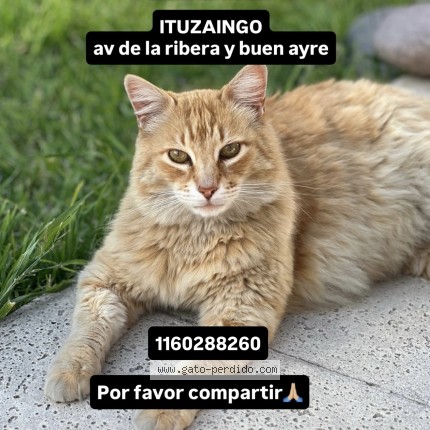 Foto del gato perdido en Ituzaingo
