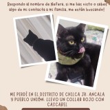 Nefera