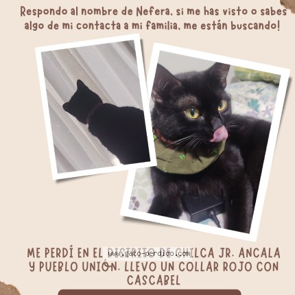 Foto del gato perdido en Huancayo