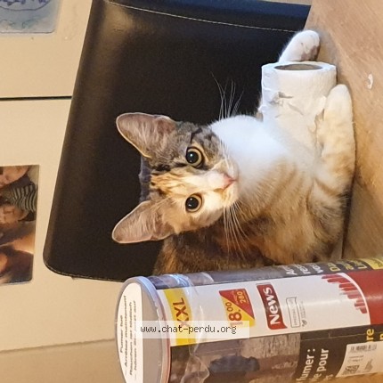 Foto de un gato reunido en Longuenesse
