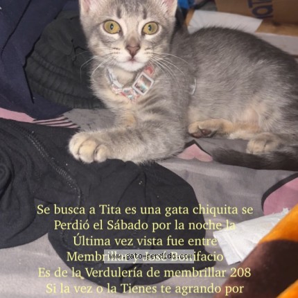 Foto 1/1 Tita Gato perdido en Buenos Aires