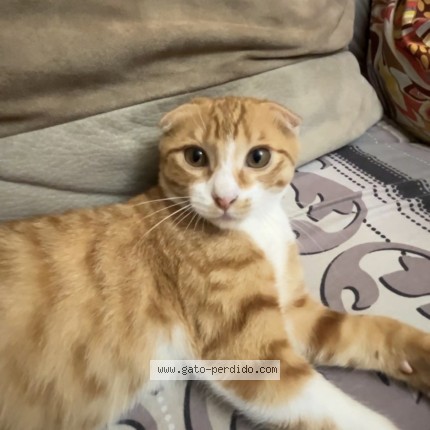Foto del gato perdido en Alicante