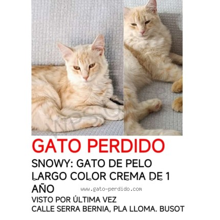 Foto del gato perdido en Busot