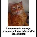 Mel&oacute;n