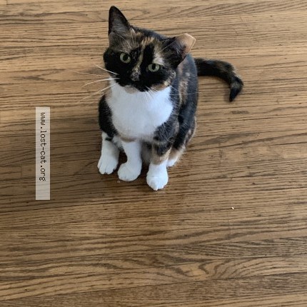 Foto de un gato reunido en Louisville